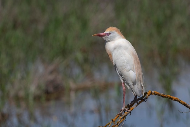 Koereiger (Bubulcus ibis) Malaga, Spanje