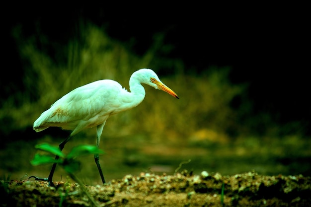 Koereiger in de tuin in zijn natuurlijke habitat