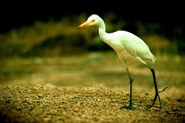 Koereiger in de tuin in zijn natuurlijke habitat