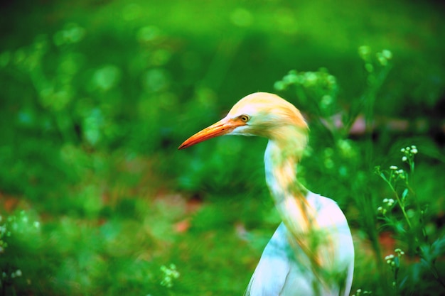 Koereiger in de tuin in zijn natuurlijke habitat