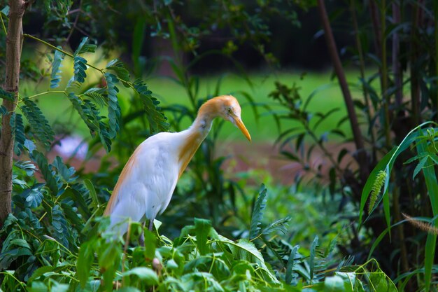 Koereiger of bekend als de bubulcus Ibis in zijn natuurlijke omgeving in het park