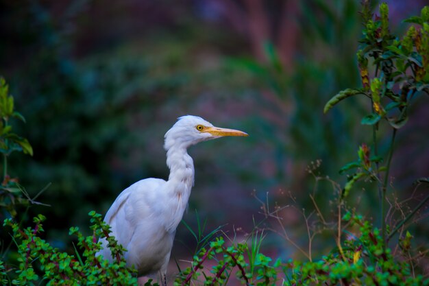 Koereiger of bekend als de bubulcus Ibis Stevig in de buurt van de planten voor insecten en ongedierte