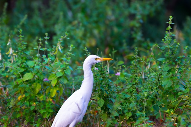 Koereiger of reiger bekend als de bubulcus Ibis die stevig in de buurt van de planten voor insecten staat