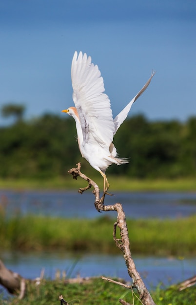 Koereiger stijgt op van een droge tak tegen de achtergrond van een schilderachtig landschap