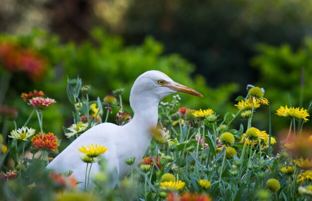 Koereiger