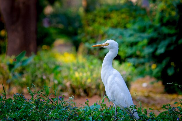 Koereiger