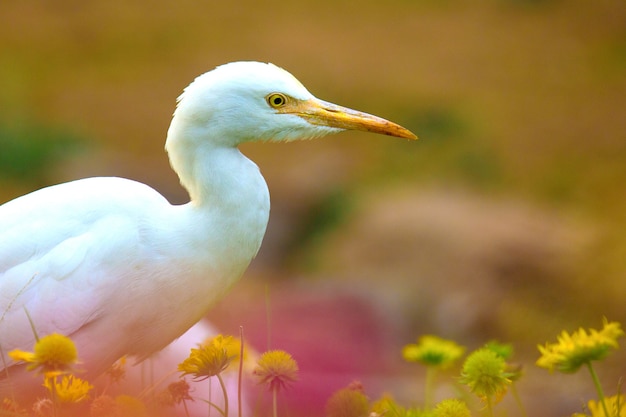 Koereiger