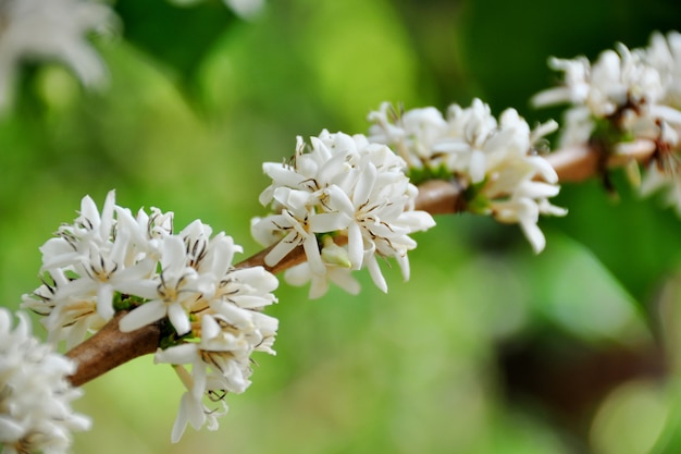 Koffie bloemkleur op de boom