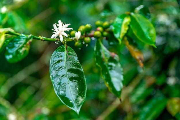 Koffie fruit bloesem op een tak in het regenwoud in de regen
