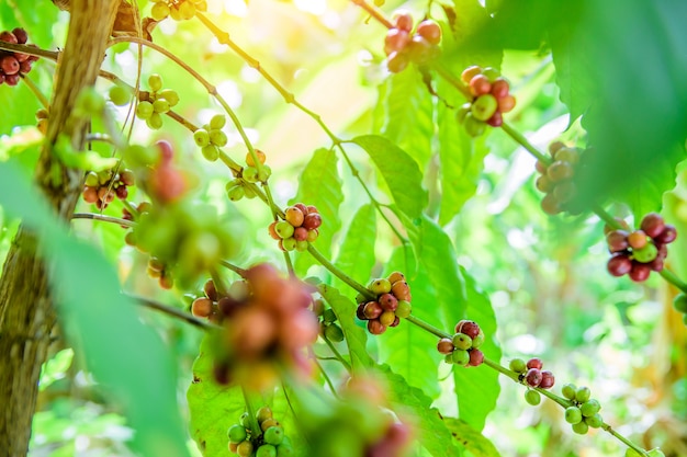 koffie in de boom