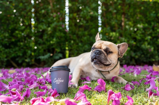 Koffie in wegwerpbeker op veld met hond.