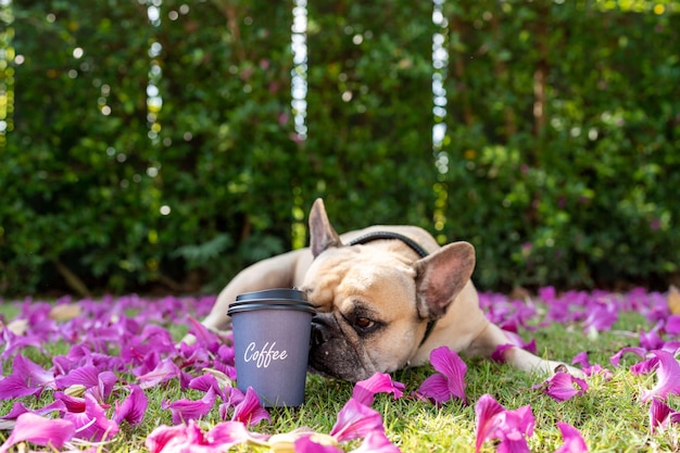 Koffie in wegwerpbeker op veld met hond.