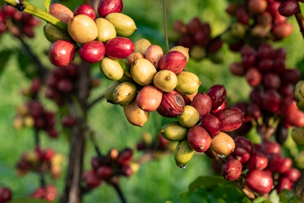 koffie kers in koffieboom