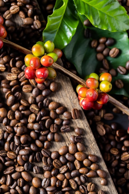 Koffiebessen oogsten door landbouw Koffiebonen rijpen aan de boom in het noorden van Thailand