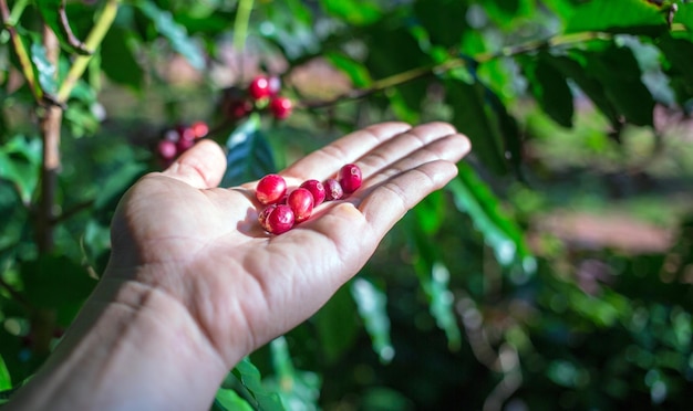 Koffiebessen oogsten door landbouwer handen rode koffiebonen rijpen in de hand boer