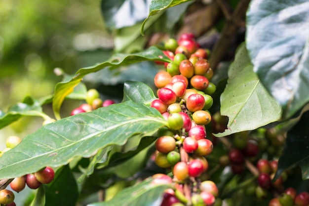 Foto koffiebessen op een koffieboom