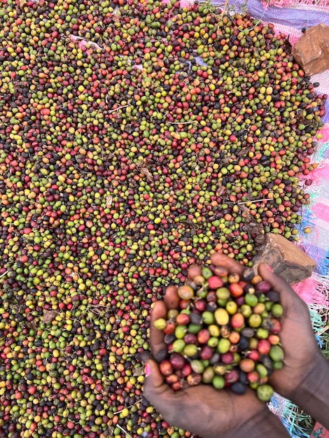 Koffiebessen worden gedroogd in een tuin op een plastic vel in de zon dit proces wordt het natuurlijke proces tuinkoffie genoemd is een Ethiopische traditie Bona Zuria Ethiopië Afrika