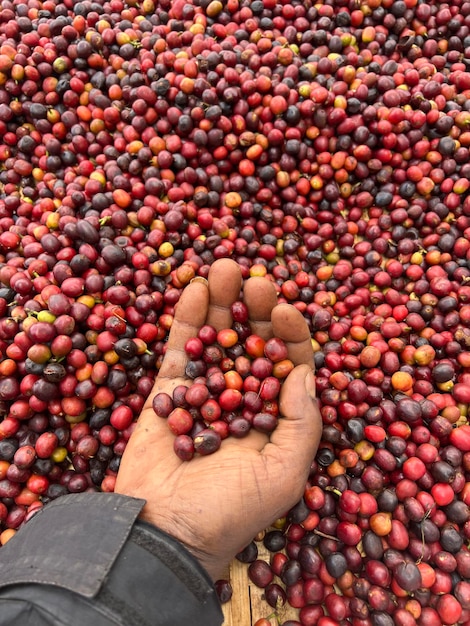 Koffiebessen worden gedroogd in een tuin op een plastic vel in de zon