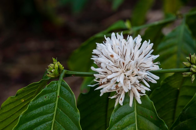 Koffiebloem