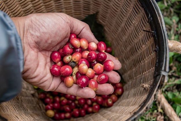 Koffieboer die rijpe kersenbonen plukt verse koffieboon in mand