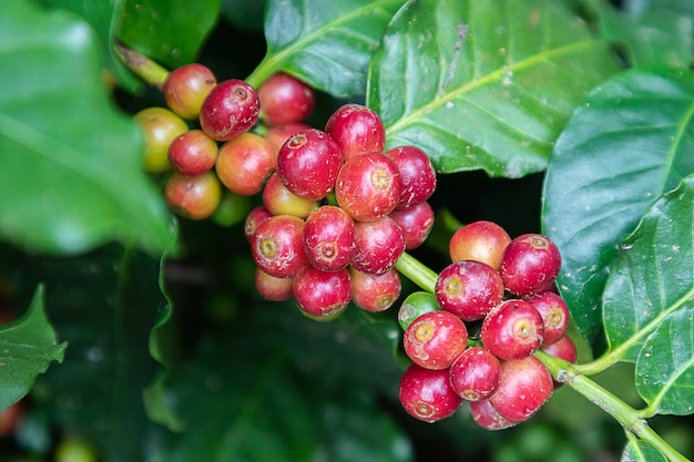 Koffiebonen arabica op boom op de berg in boerderij noord-thailand