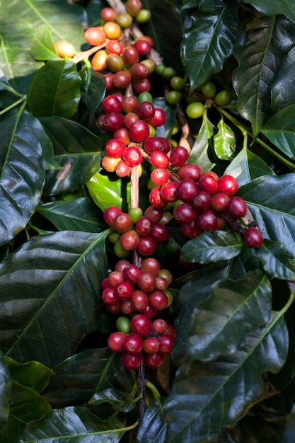 Koffiebonen die op boom in het Noorden van Thailand rijpen