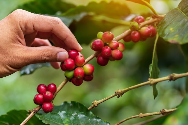 Koffiebonen die op boom in het noorden van thailand rijpen