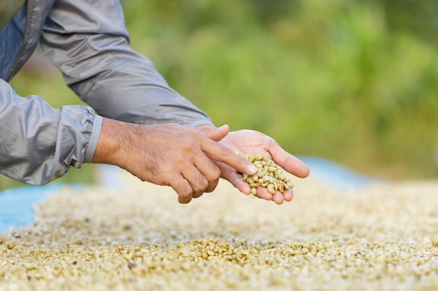 Koffiebonen drogen in de zon. Koffieplantages bij koffieboerderij