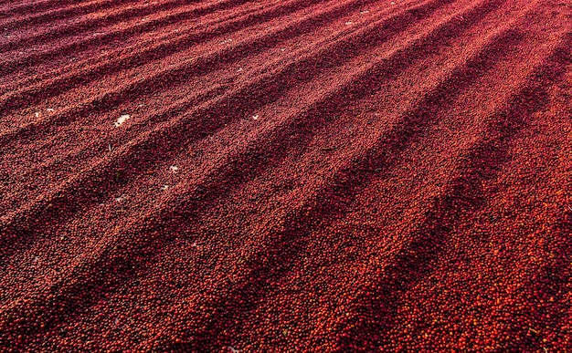 Koffiebonen drogen in de zon Koffieplantages bij koffieboerderij