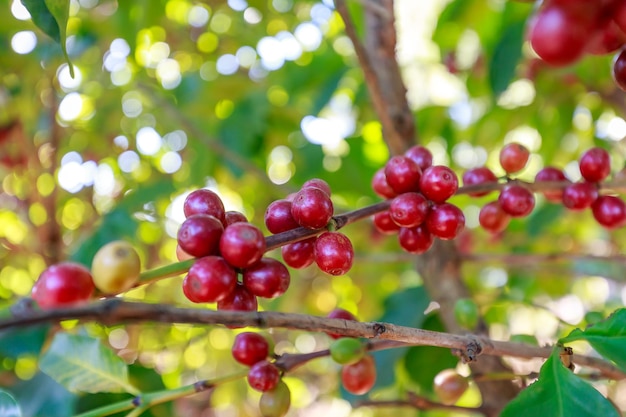 Foto koffiebonen groeien aan de koffieboom op het platteland van brazilië