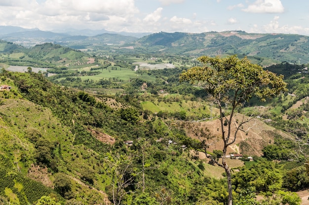 koffiebonen groene mist grane landbouwboerderij Colombia