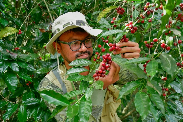 Koffiebonen op boom