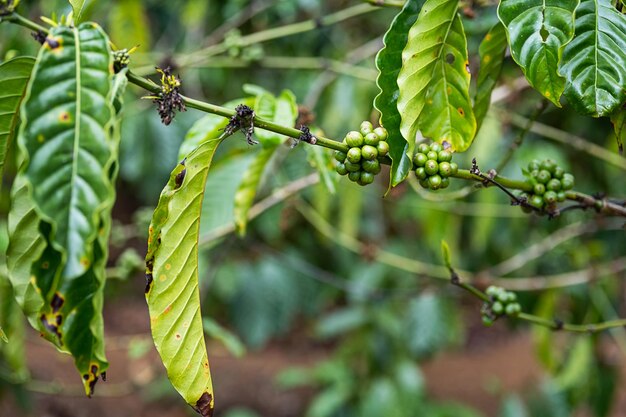 Koffiebonen op de plantage van koffiebomen close-up Biologische koffiebessen in tropische tuin