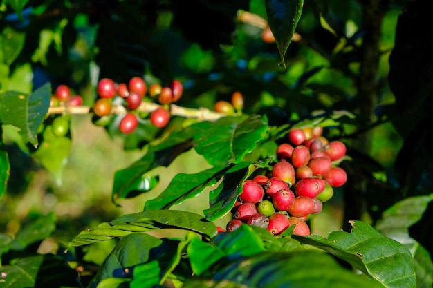 Koffiebonen op de tak. Arabica Coffee.