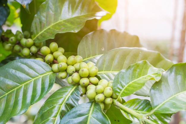 Koffiebonen op de tak met zonlichtachtergrond in het landbouwbedrijf van de koffieaanplanting bij Noordelijke berg.