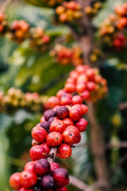 Koffiebonen op een tak in Costa Rica