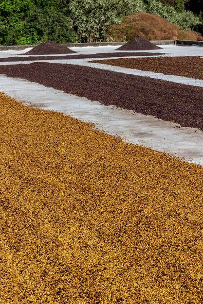 Koffiebonenlijnen tijdens natuurlijk drogen in de zon op wit cement met vage vegetatie op de achtergrond