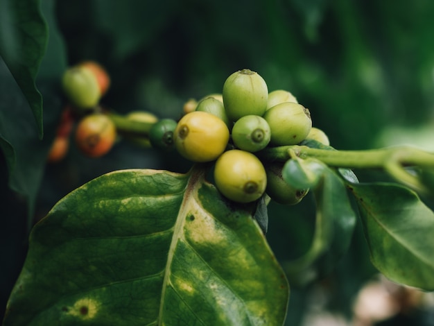 Koffieboom arabica koffiebessen