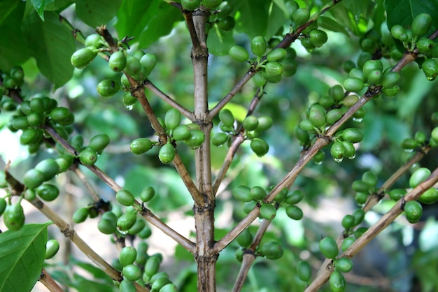 Koffieboom met groene koffiebonen op de tak