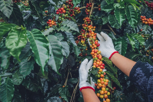 Koffieboom met koffiebonen op koffieplantage, hoe te om koffiebonen te oogsten. arbeider Oogst arabica koffiebonen.