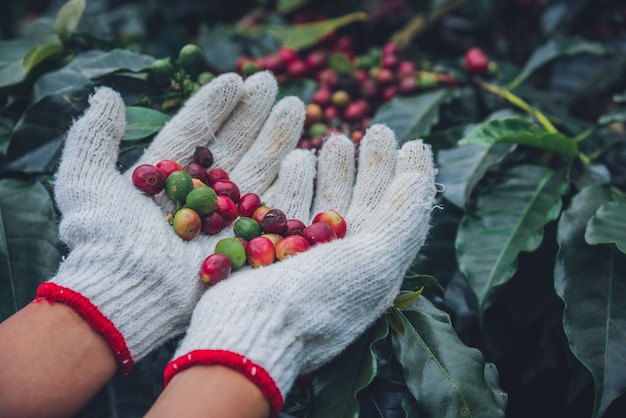 Koffieboom met koffiebonen op koffieplantage, hoe te om koffiebonen te oogsten. arbeider Oogst arabica koffiebonen.