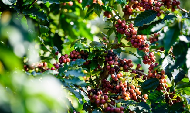 Koffieboom met koffieboon op koffieaanplanting