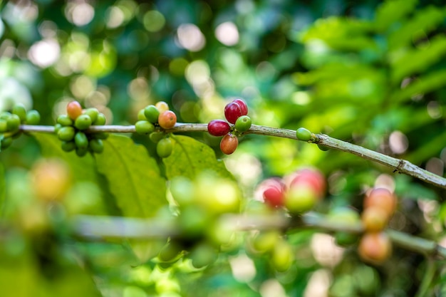 Koffieboom met rijpe bessen op de boerderij op het tropische eiland Bali, Indonesië. Detailopname