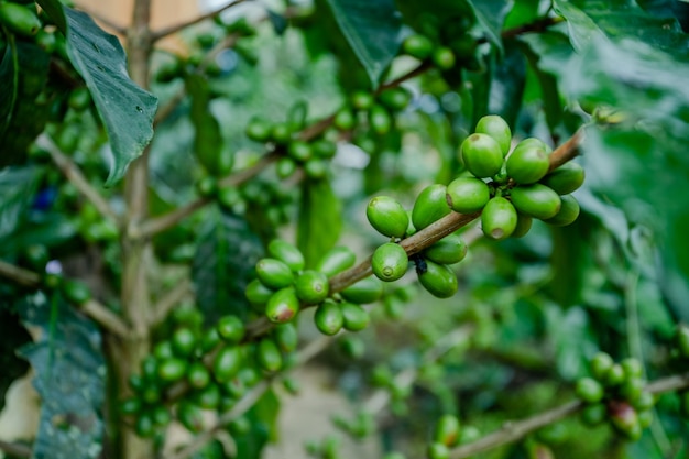 koffieboon op boom