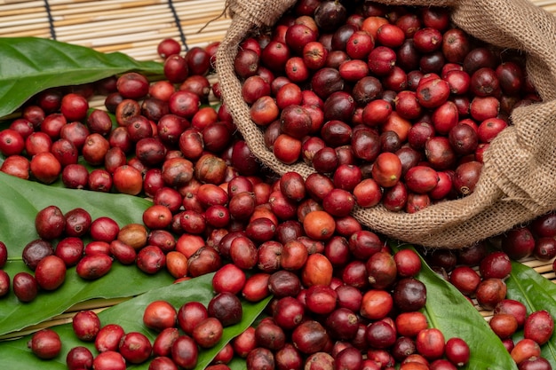 Koffiekers bij koffieboerderij