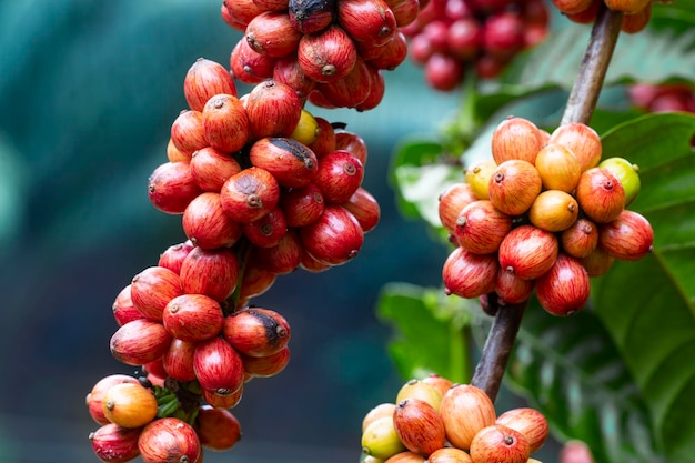 koffiekersen bij koffieboerderij