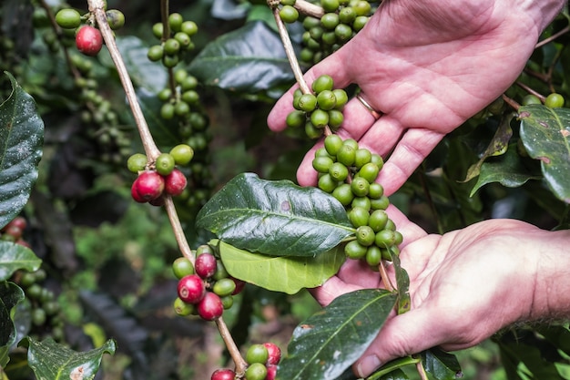 Koffiekersen (bonen) rijpen op een koffieboomtak (close-up)