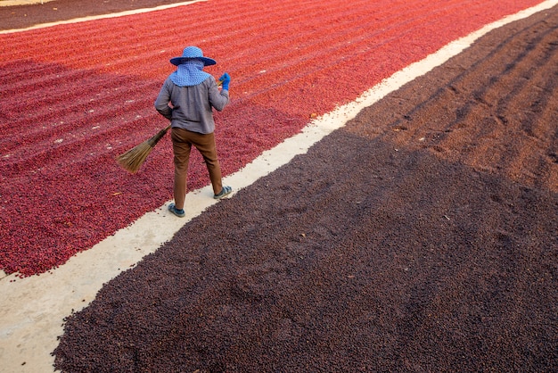 Koffieplantage bij koffieboerderij