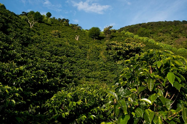 Koffieplantage boerderij in Finca Lerida Boquete Chiriqui provincie Panama Midden-Amerika