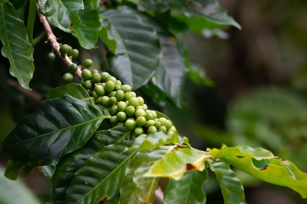 Koffieplantage, koffieteelt